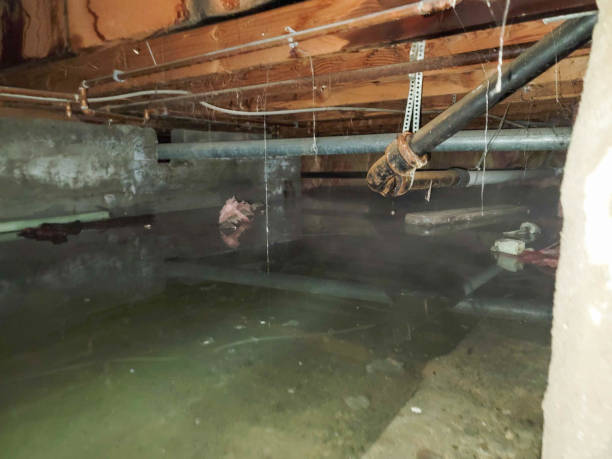 Best Water damage cleanup near me  in Chester Center, CT